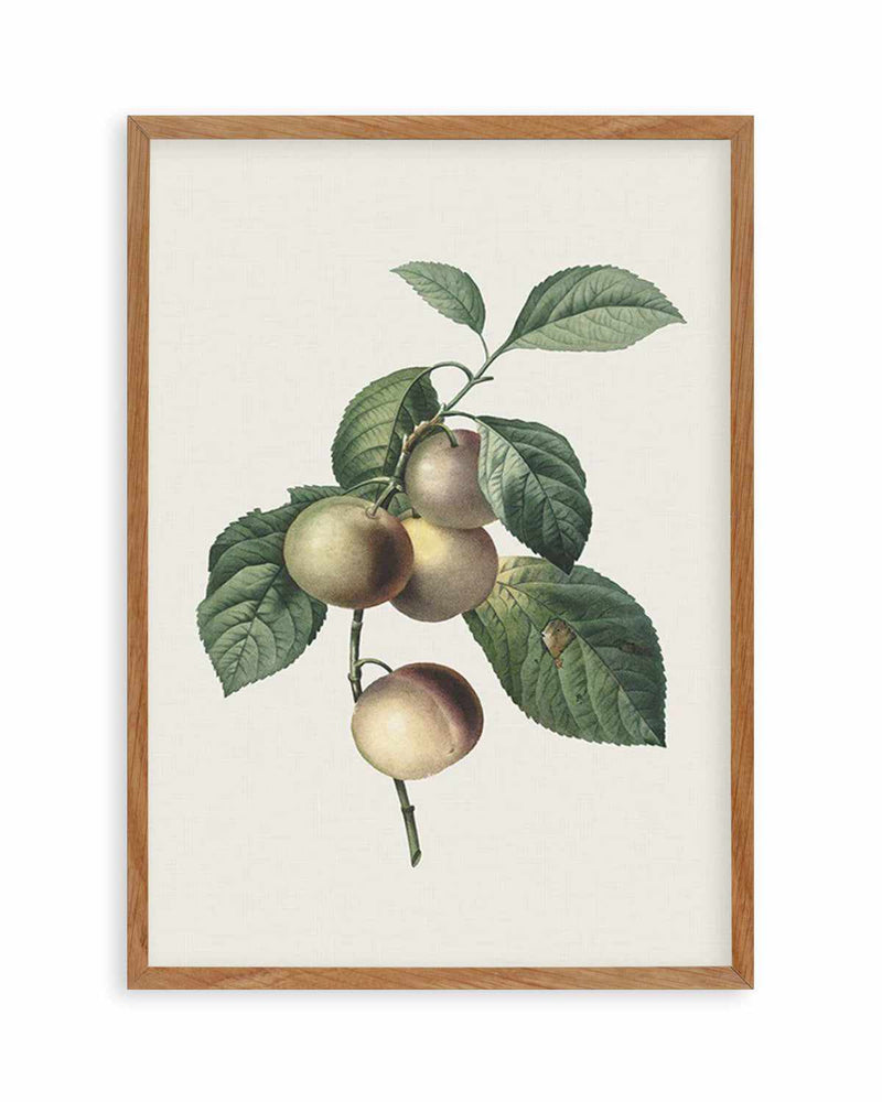 Botanica VIII Art Print