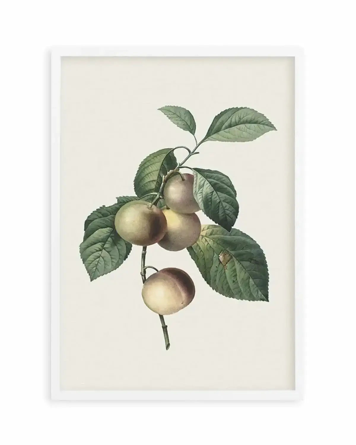 Botanica VIII Art Print from Olive et Oriel where you can shop wallpaper and artworks online
