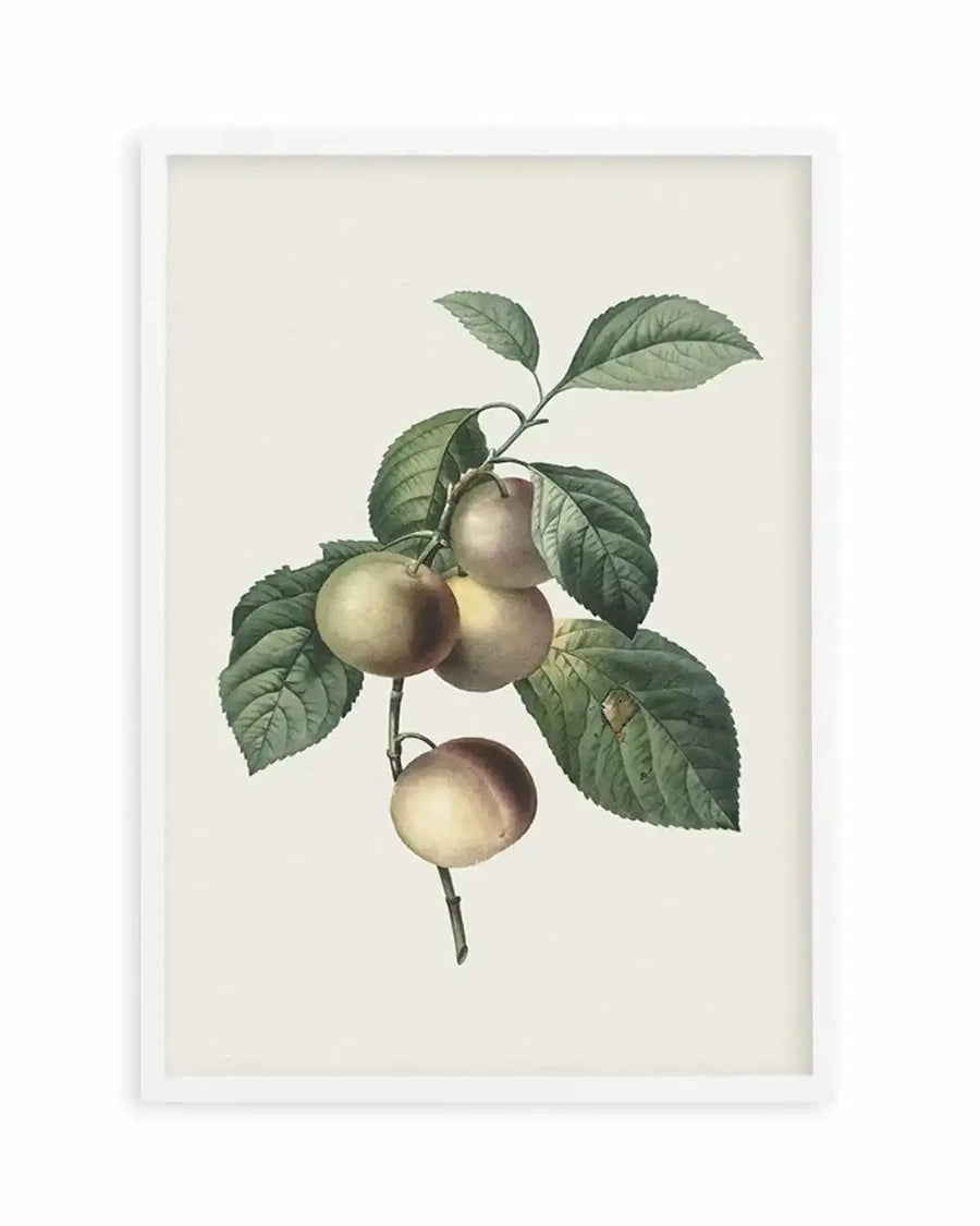 Botanica VIII Art Print from Olive et Oriel where you can shop wallpaper and artworks online