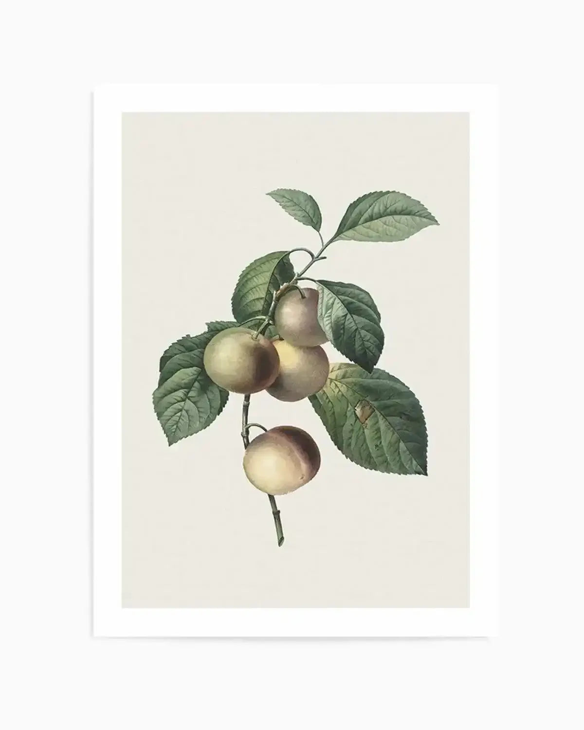 Botanica VIII Art Print from Olive et Oriel where you can shop wallpaper and artworks online