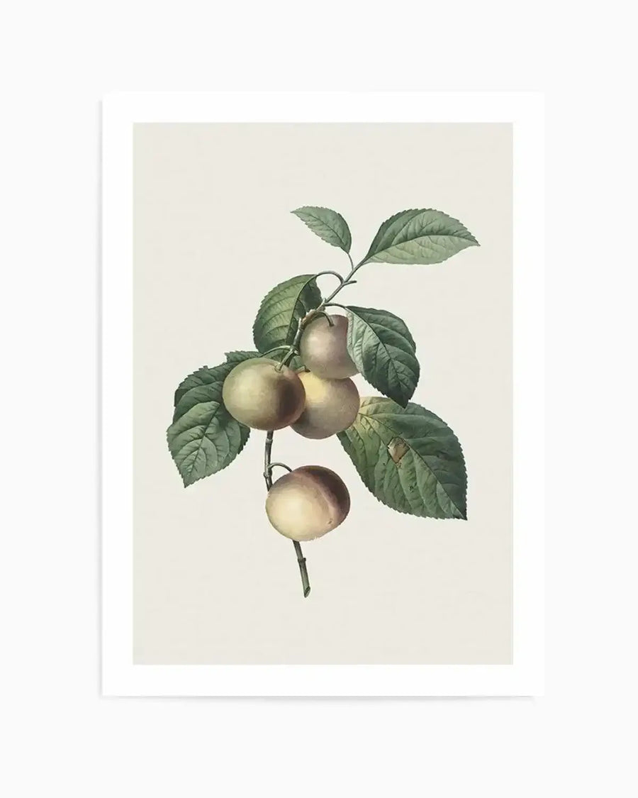 Watercolour art print featuring a branch with five round, pale green and yellow plums and several dark green leaves on a cream background. The plums have a soft, muted appearance with subtle hints of blush on some, and the leaves show detailed veining and slight imperfections.