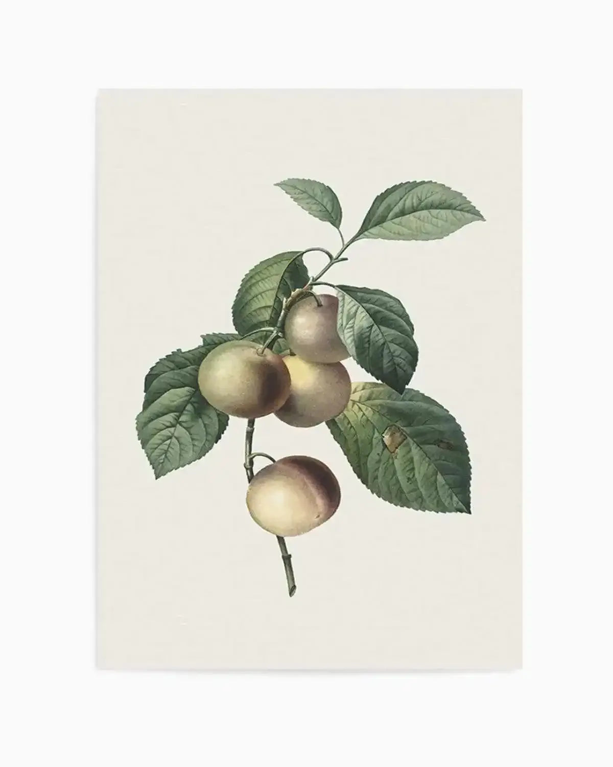Botanica VIII Art Print from Olive et Oriel where you can shop wallpaper and artworks online