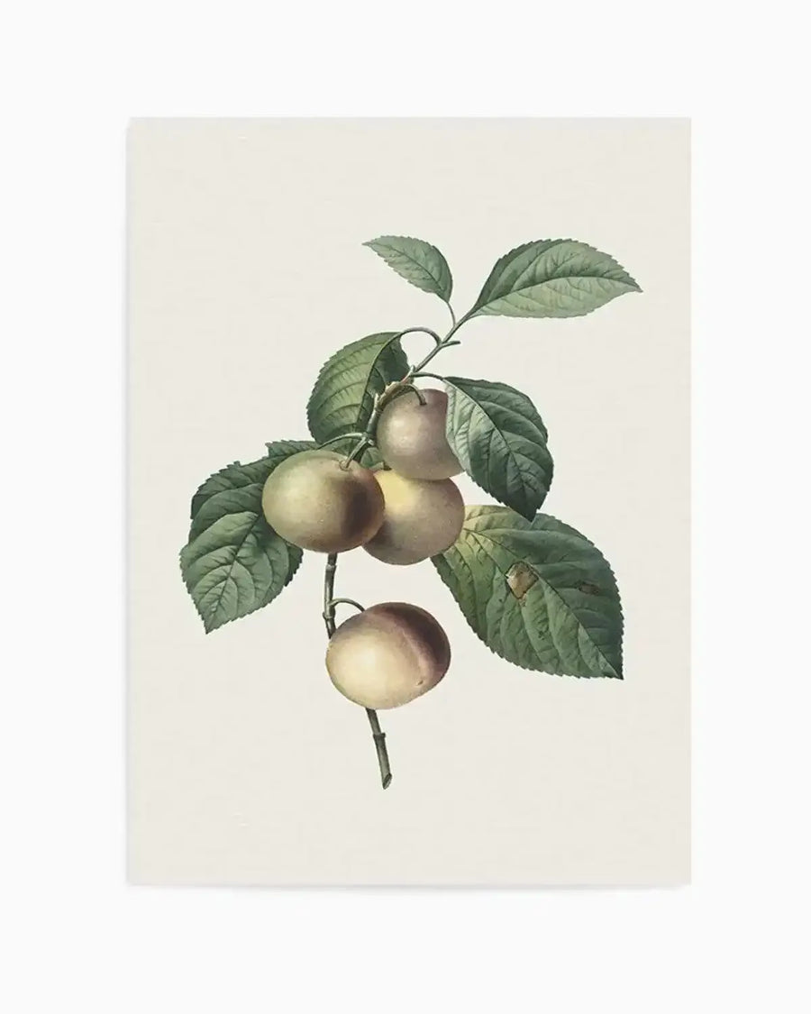 Botanica VIII Art Print from Olive et Oriel where you can shop wallpaper and artworks online