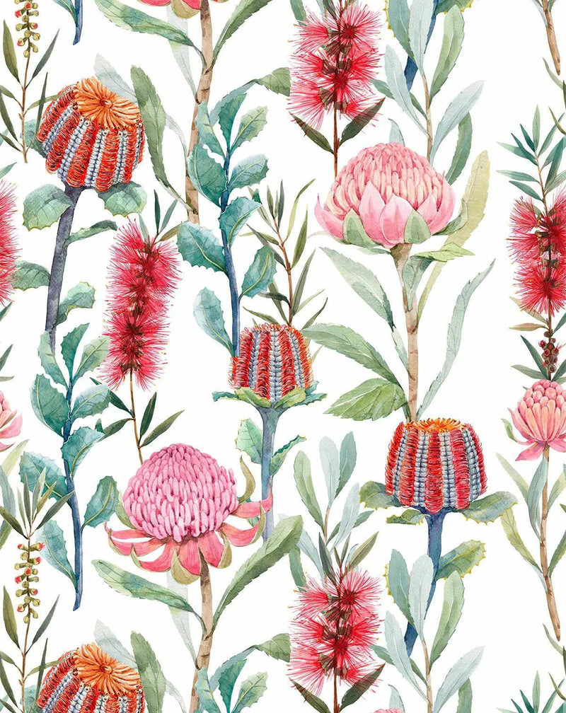 Peel and stick wallpaper featuring a repeating pattern of hand-painted Australian native flowers in watercolour style on a white background. The design includes vibrant red bottlebrush, various banksia species with orange, red, and blue tones, and pink protea flowers, all interspersed with green and blue-green foliage.