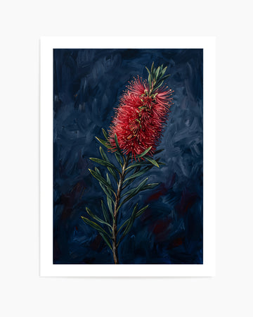Bottlebrush On Navy Botanicals Study | Art Print