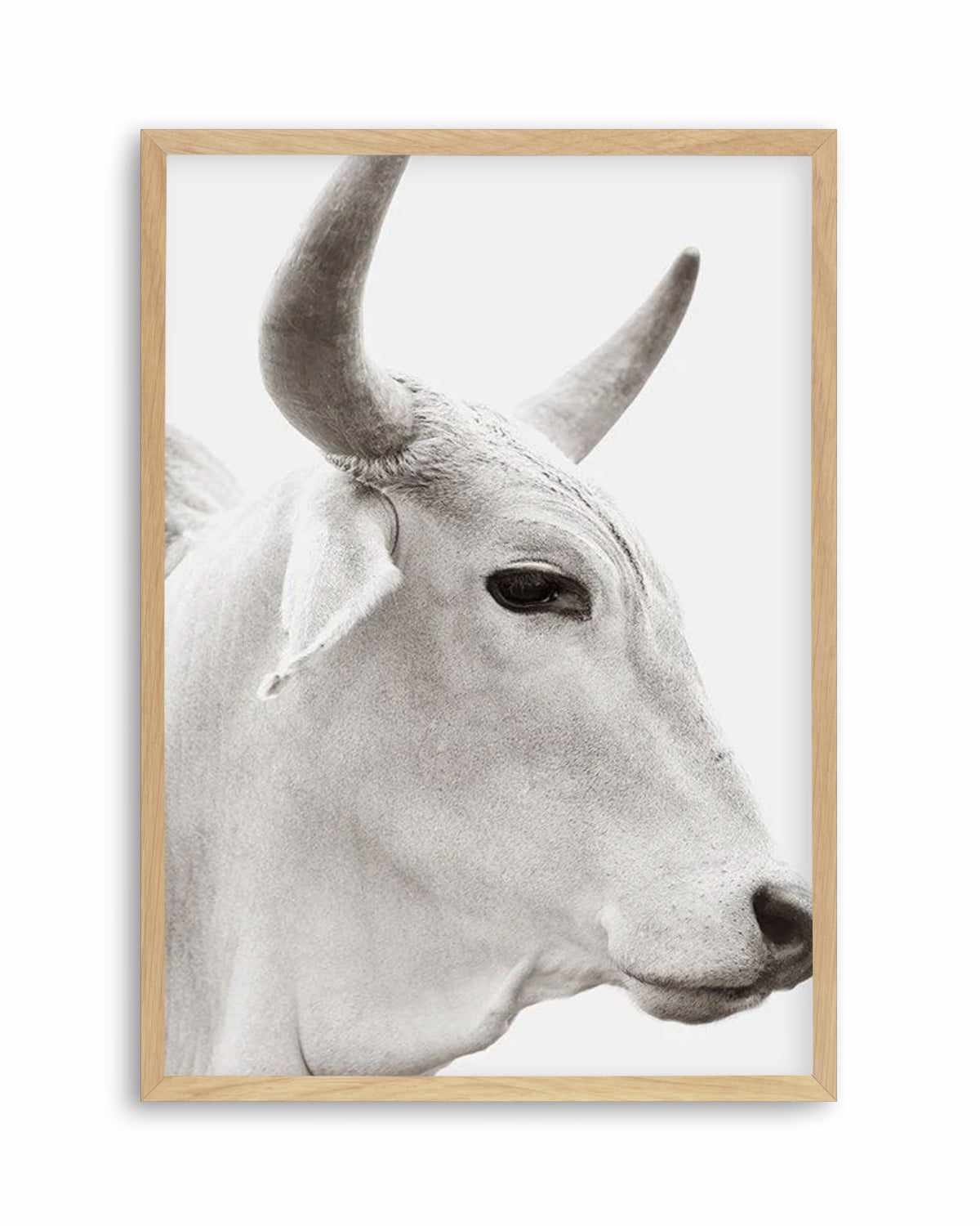 Bovine Art Print