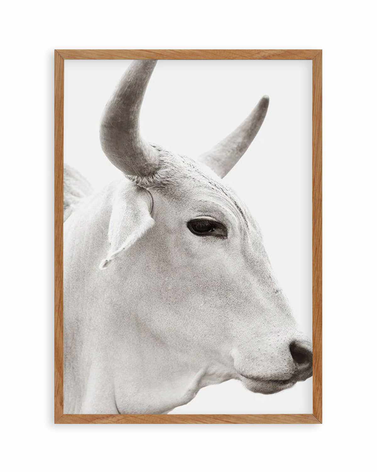 Bovine Art Print