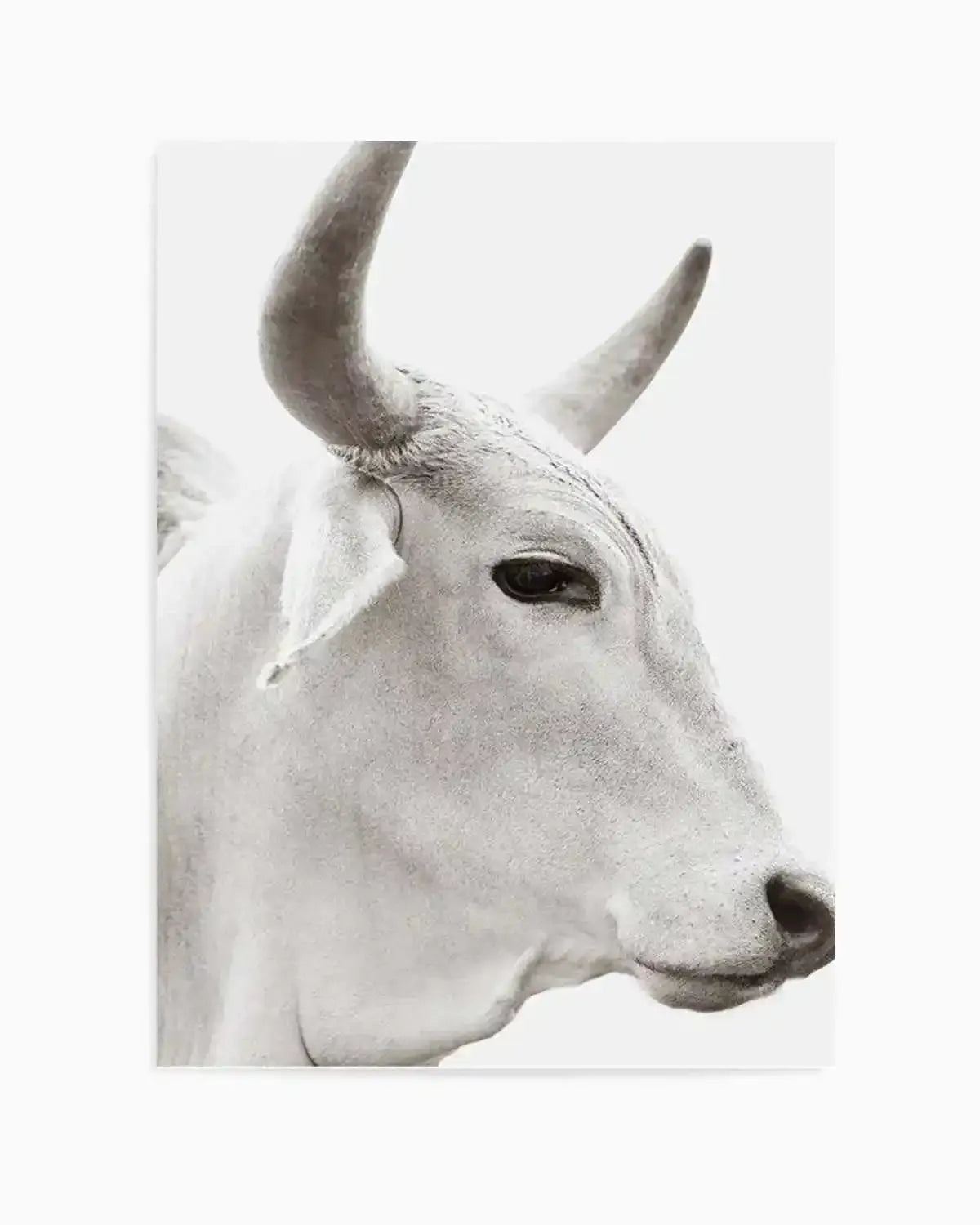 Bovine Art Print from Olive et Oriel where you can shop wallpaper and artworks online