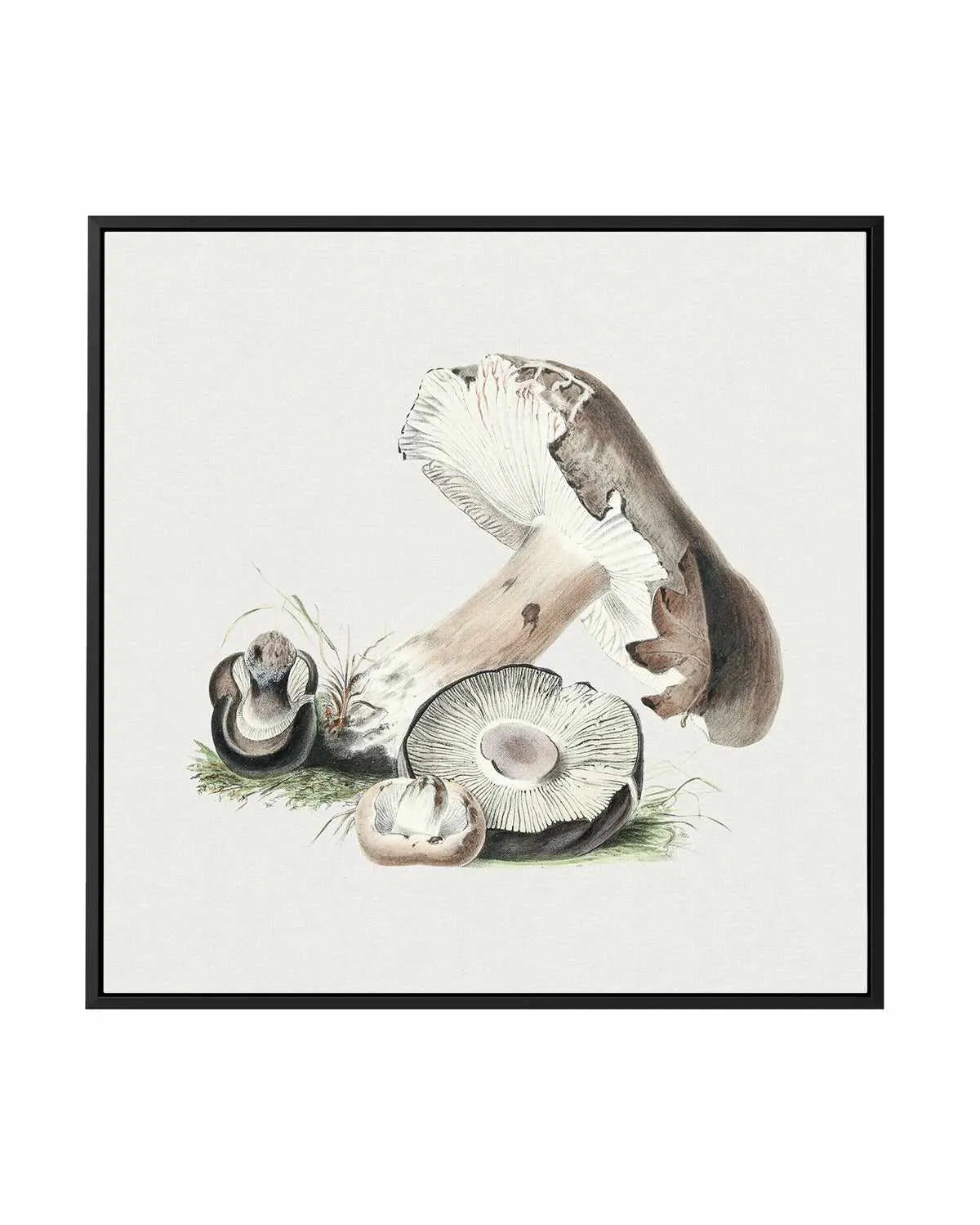 Brown Mushroom Vintage Illustration | Framed Canvas Art Print from Olive et Oriel where you can shop wallpaper and artworks online