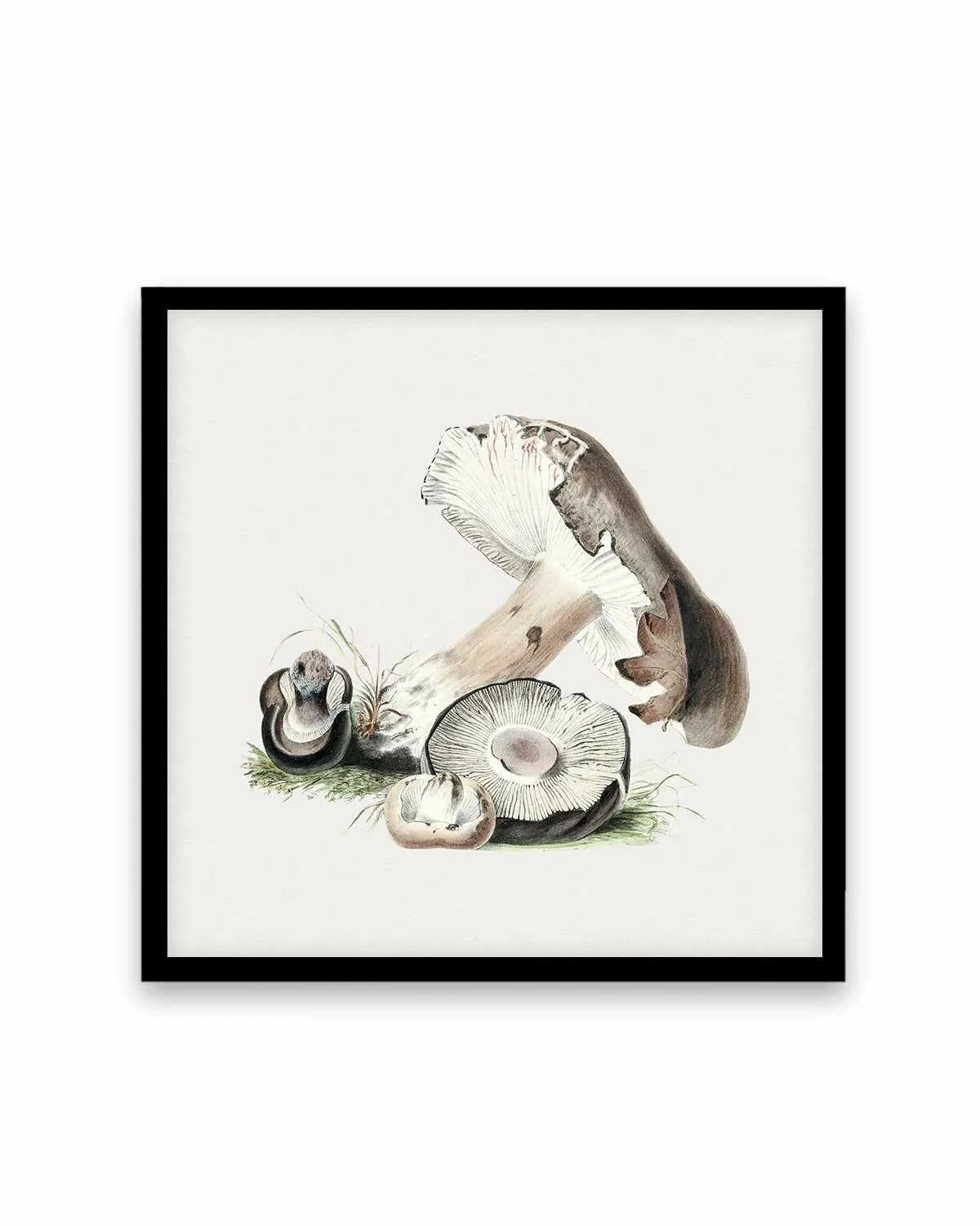 Brown Mushroom Vintage Illustration Art Print from Olive et Oriel where you can shop wallpaper and artworks online