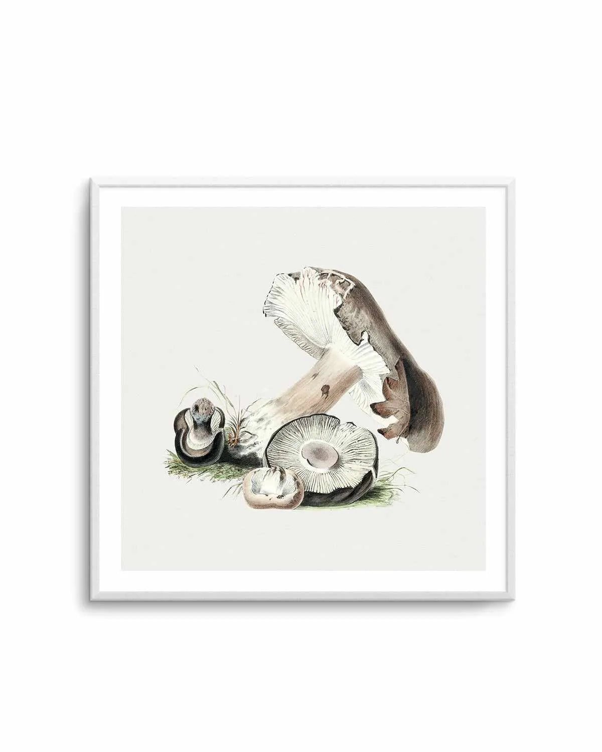 Brown Mushroom Vintage Illustration Art Print from Olive et Oriel where you can shop wallpaper and artworks online