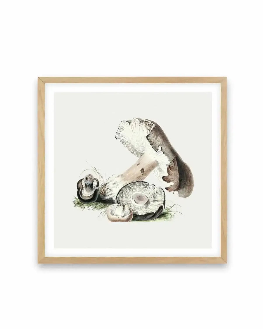 Brown Mushroom Vintage Illustration Art Print from Olive et Oriel where you can shop wallpaper and artworks online