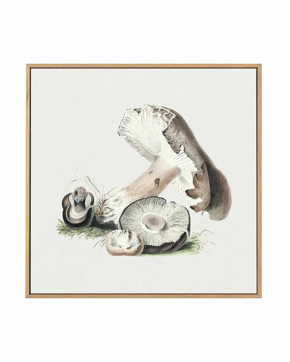 Brown Mushroom Vintage Illustration | Framed Canvas Art Print from Olive et Oriel where you can shop wallpaper and artworks online