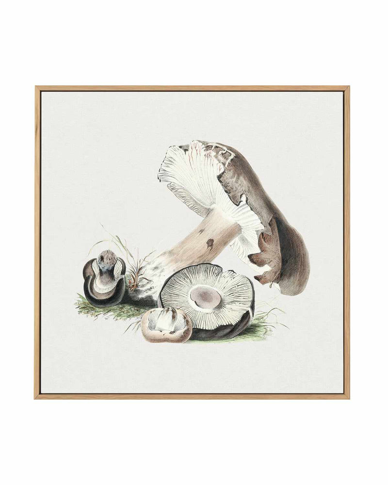 Brown Mushroom Vintage Illustration | Framed Canvas Art Print