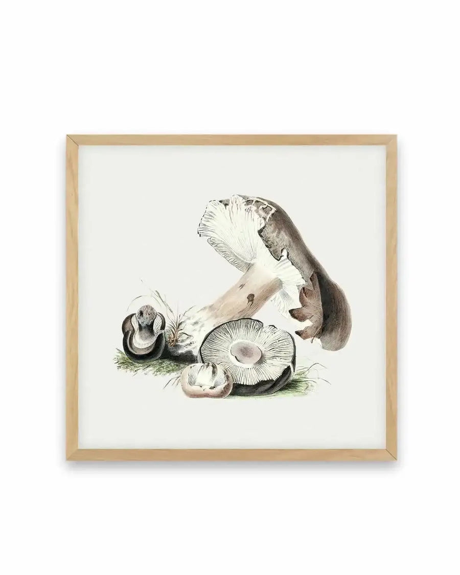 Brown Mushroom Vintage Illustration Art Print from Olive et Oriel where you can shop wallpaper and artworks online