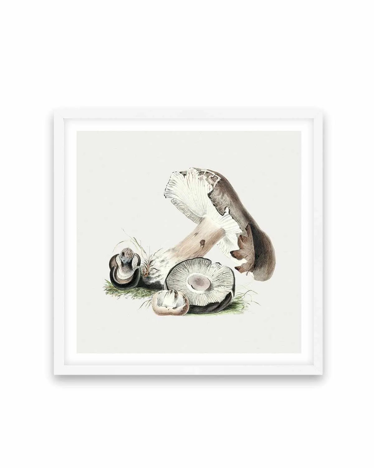 Brown Mushroom Vintage Illustration Art Print from Olive et Oriel where you can shop wallpaper and artworks online