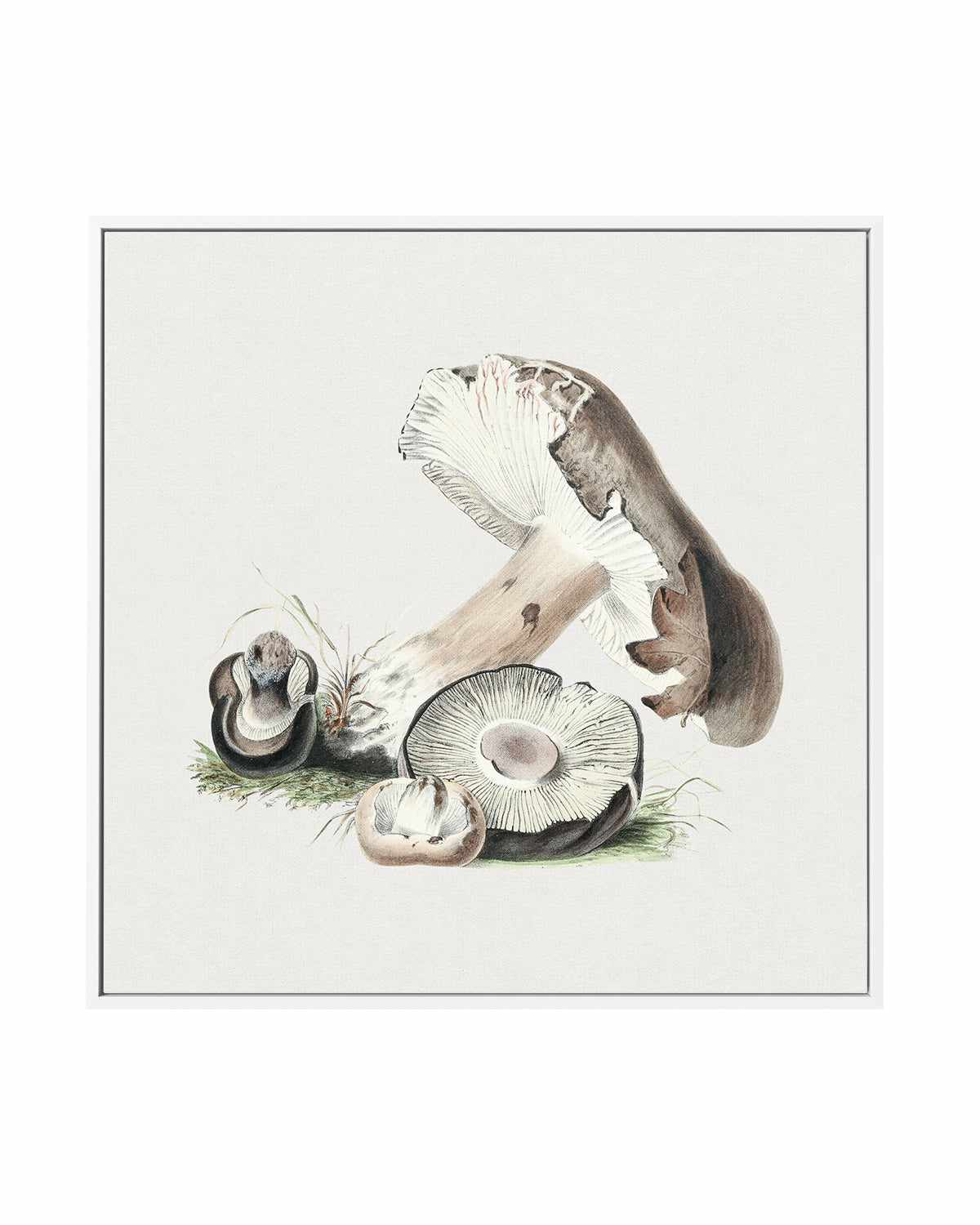 Brown Mushroom Vintage Illustration | Framed Canvas Art Print