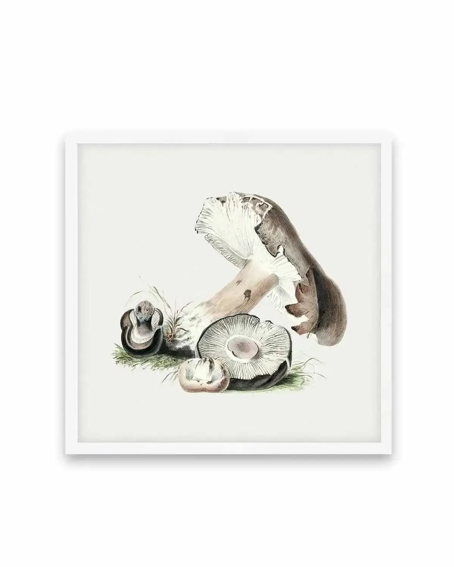 Brown Mushroom Vintage Illustration Art Print from Olive et Oriel where you can shop wallpaper and artworks online