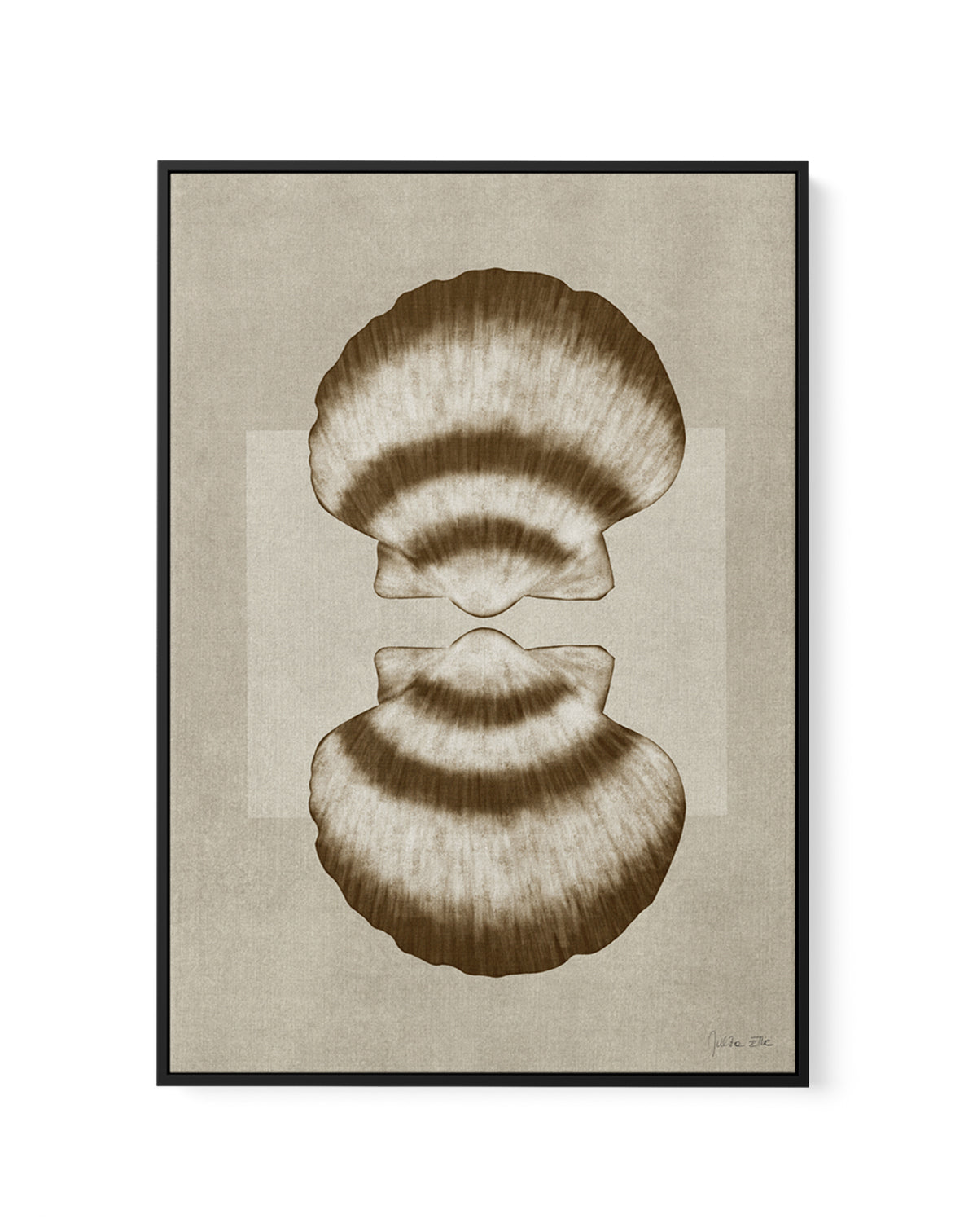 Brown Shells 01 by Julita Elbe | Framed Canvas Art Print