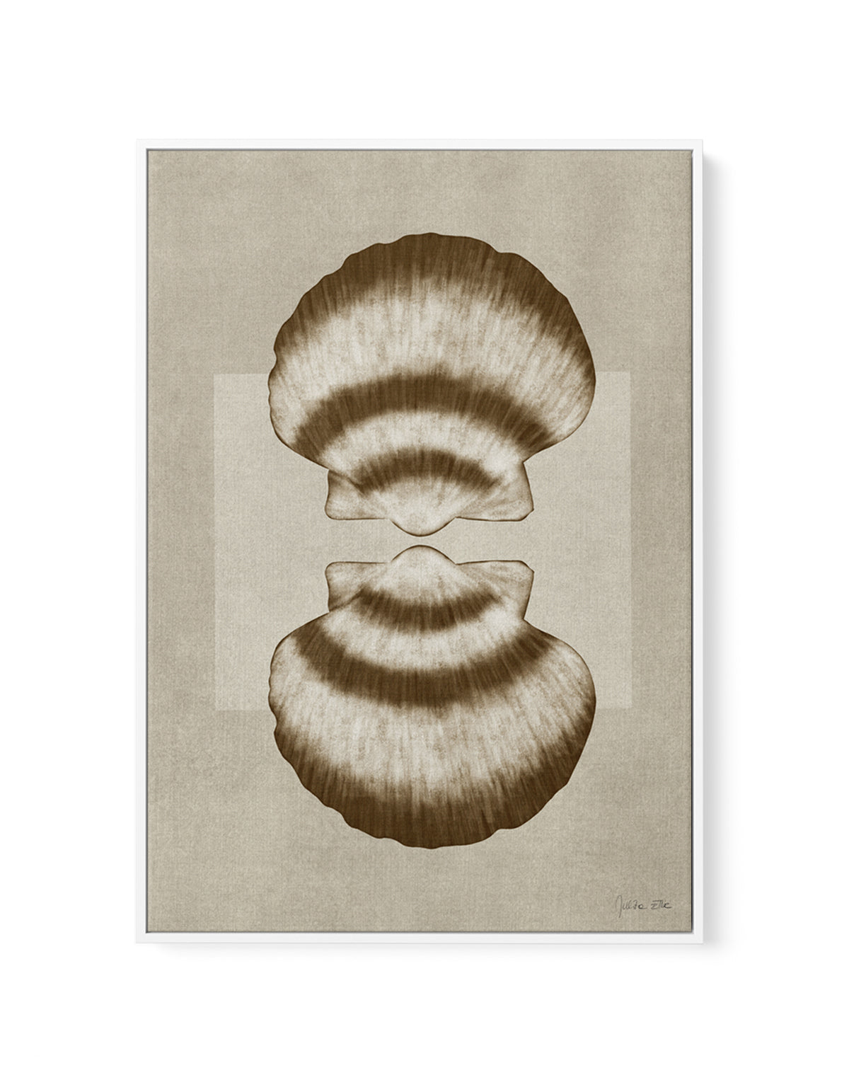 Brown Shells 01 by Julita Elbe | Framed Canvas Art Print