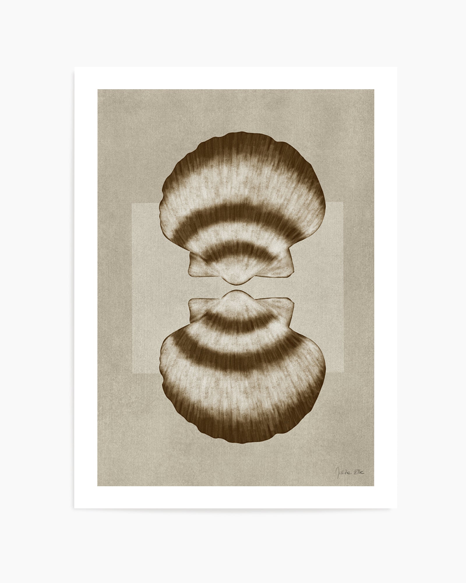Brown Shells 01 by Julita Elbe | Art Print