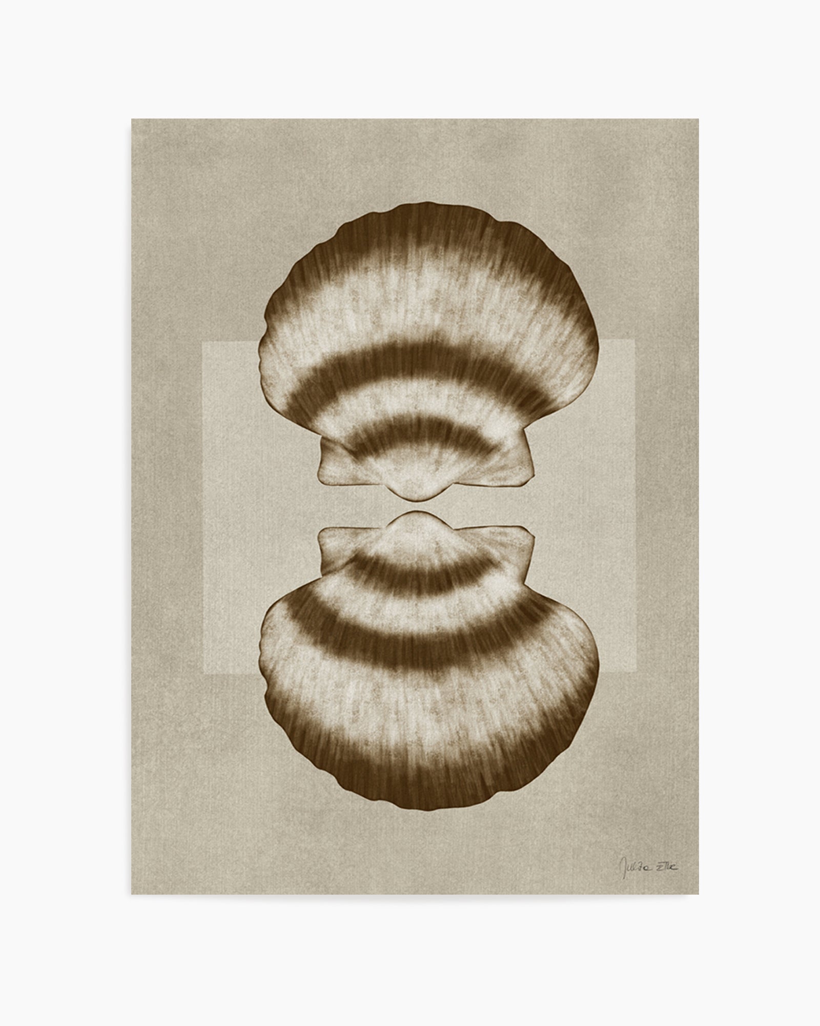 Brown Shells 01 by Julita Elbe | Art Print