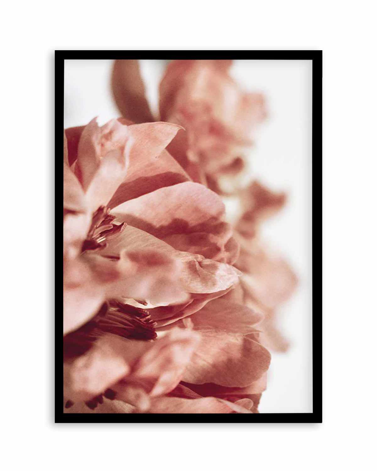 Burnt Peony I Art Print