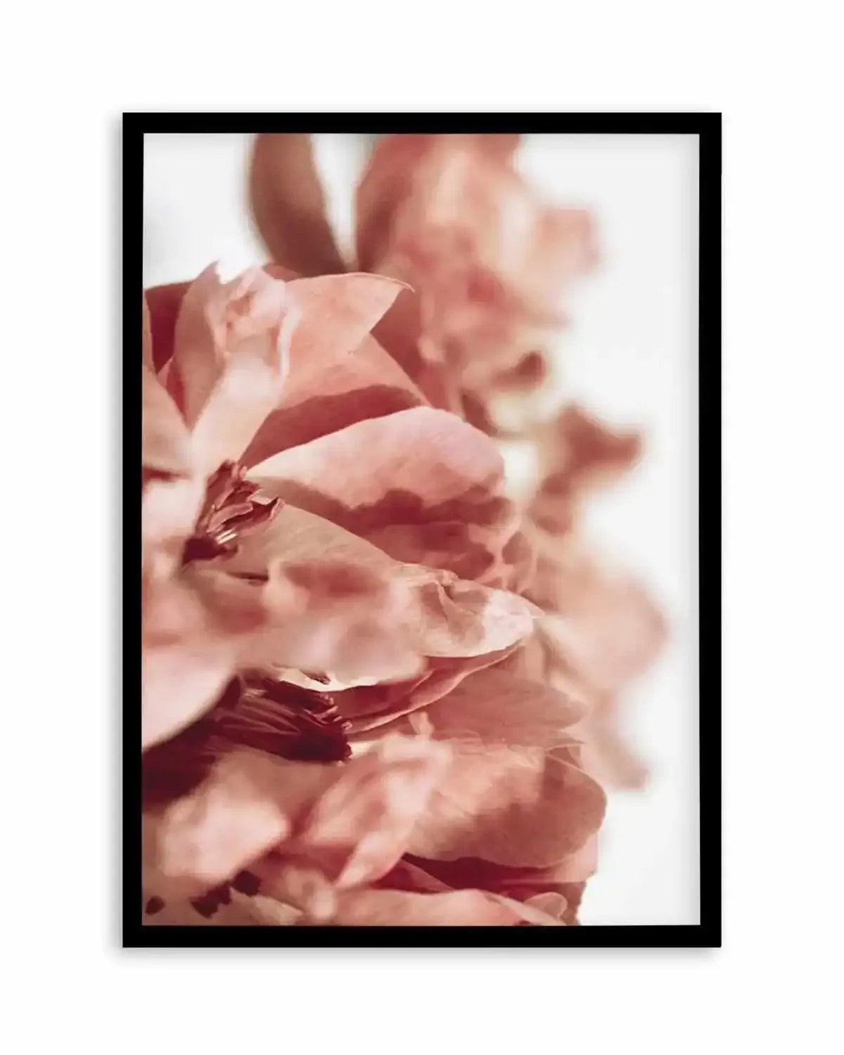 Burnt Peony I Art Print from Olive et Oriel where you can shop wallpaper and artworks online