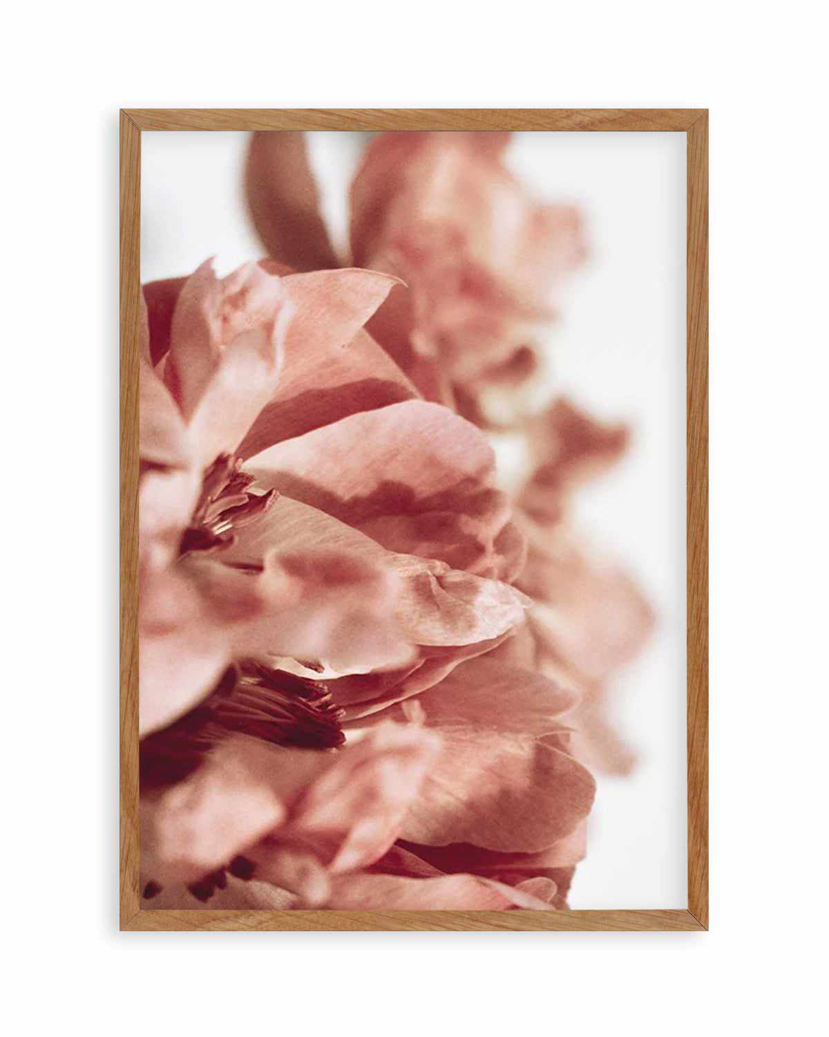 Burnt Peony I Art Print