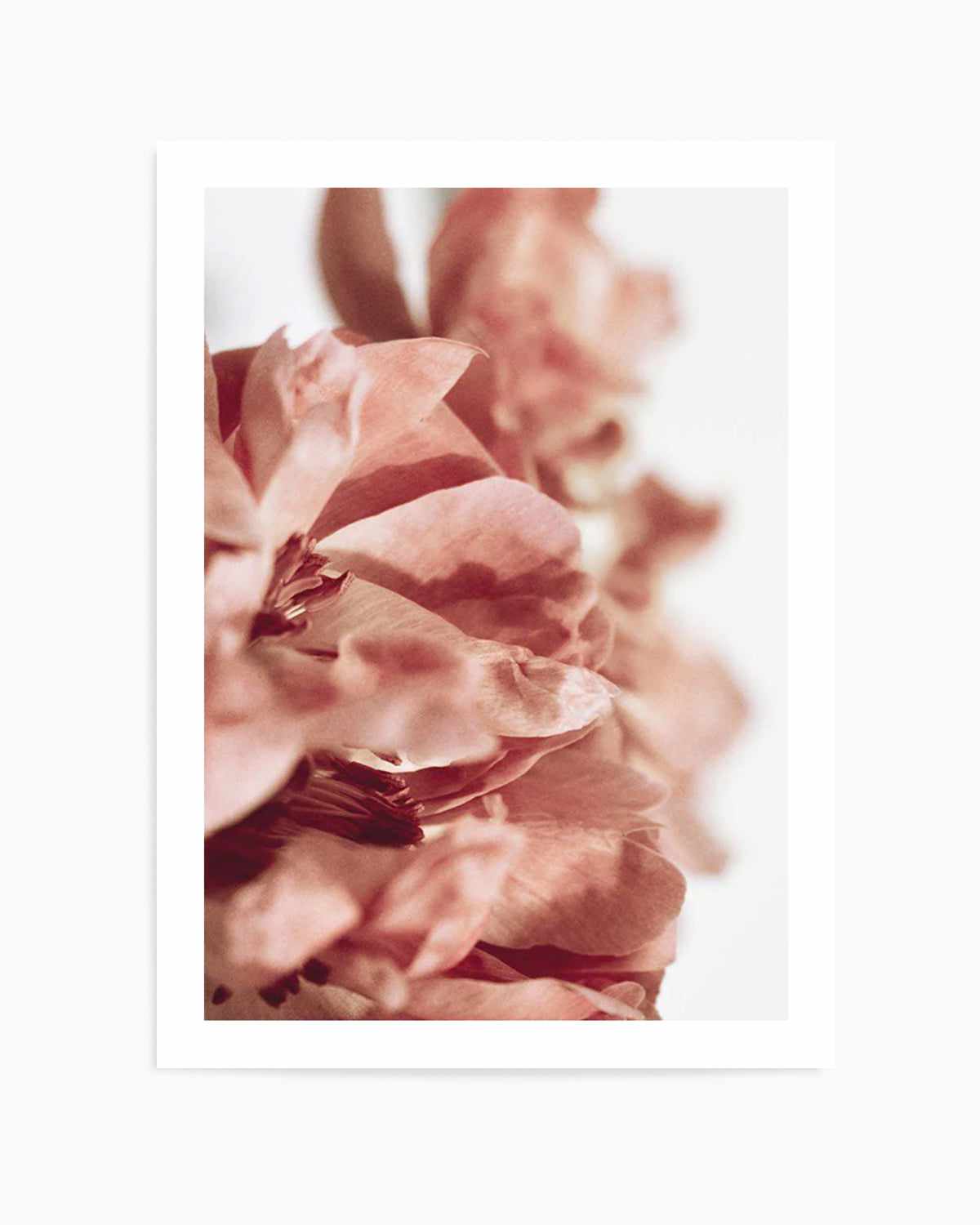 Burnt Peony I Art Print