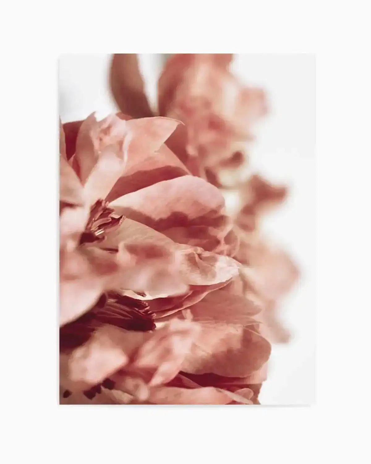 Burnt Peony I Art Print from Olive et Oriel where you can shop wallpaper and artworks online