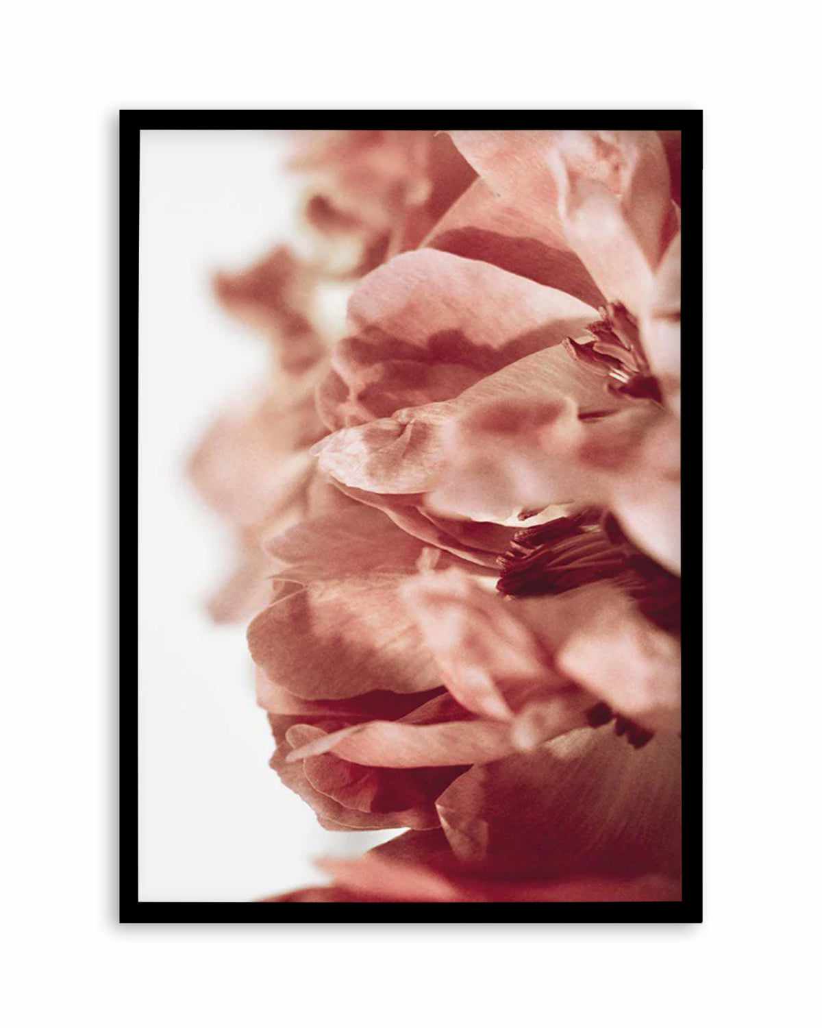 Burnt Peony II Art Print