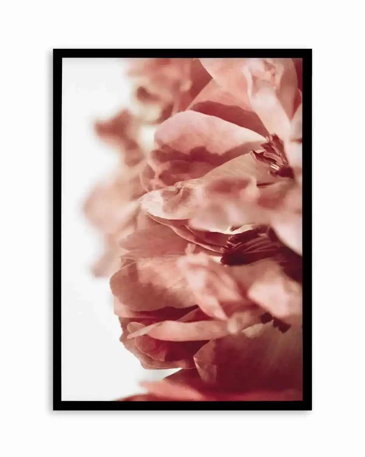 Burnt Peony II Art Print from Olive et Oriel where you can shop wallpaper and artworks online