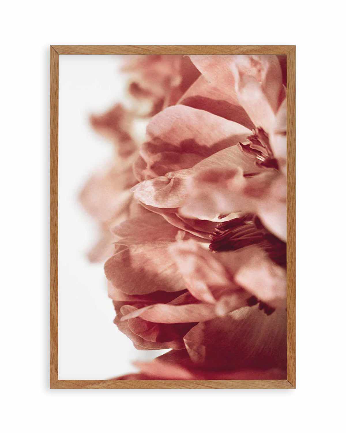 Burnt Peony II Art Print