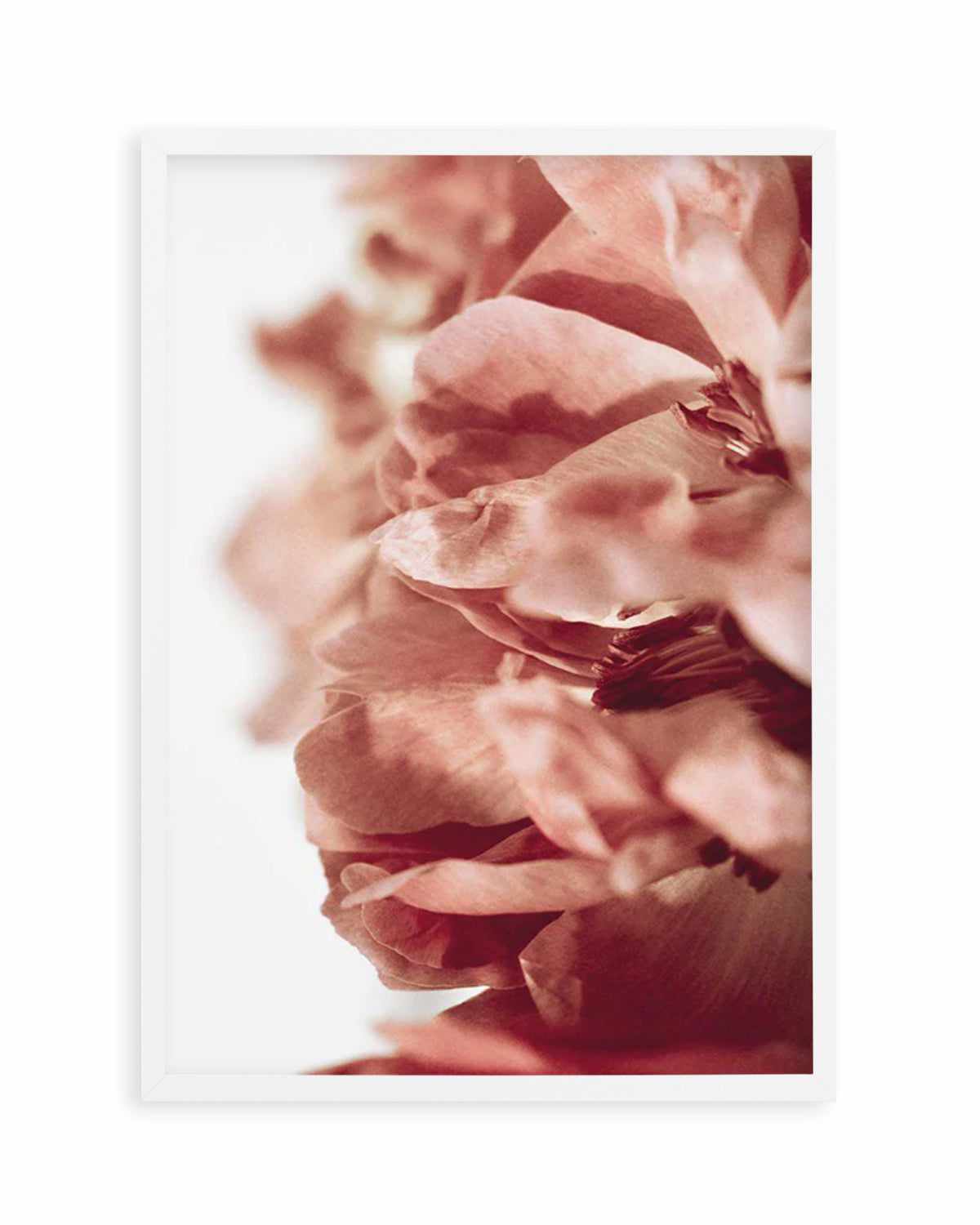 Burnt Peony II Art Print