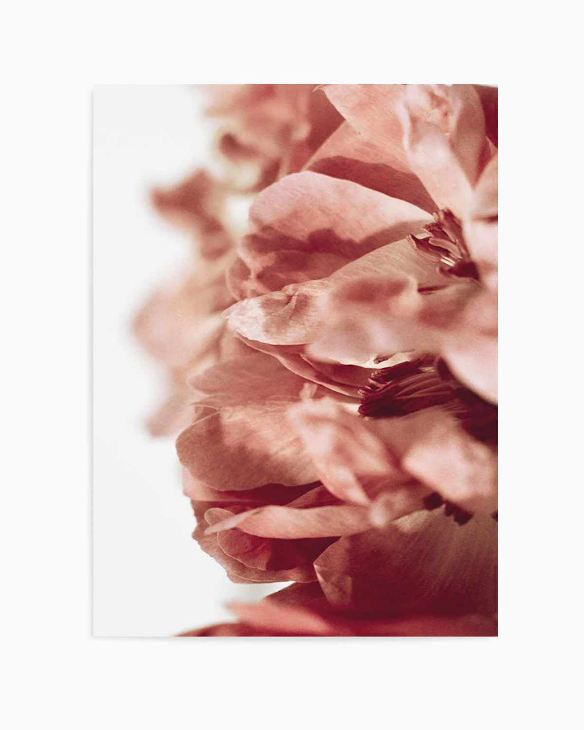 Burnt Peony II Art Print