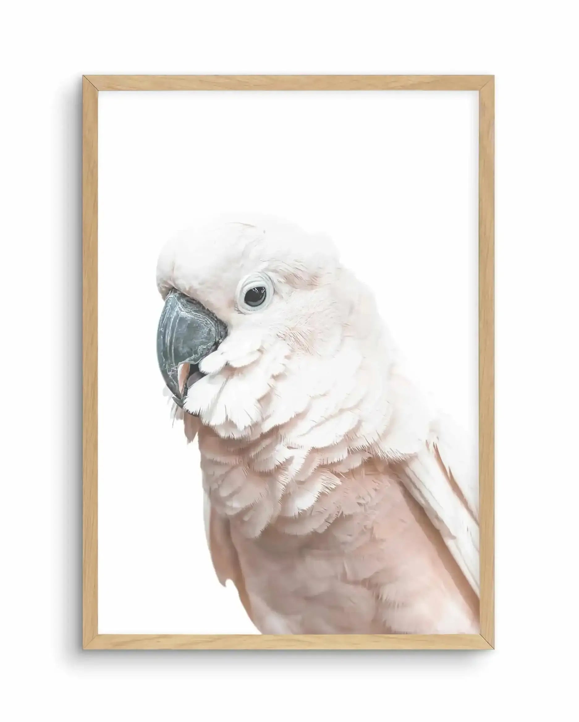 Cockatoo on White Art Print-PRINT-Olive et Oriel-Olive et Oriel-A5 | 5.8" x 8.3" | 14.8 x 21cm-Oak-With White Border-Buy-Australian-Art-Prints-Online-with-Olive-et-Oriel-Your-Artwork-Specialists-Austrailia-Decorate-With-Coastal-Photo-Wall-Art-Prints-From-Our-Beach-House-Artwork-Collection-Fine-Poster-and-Framed-Artwork