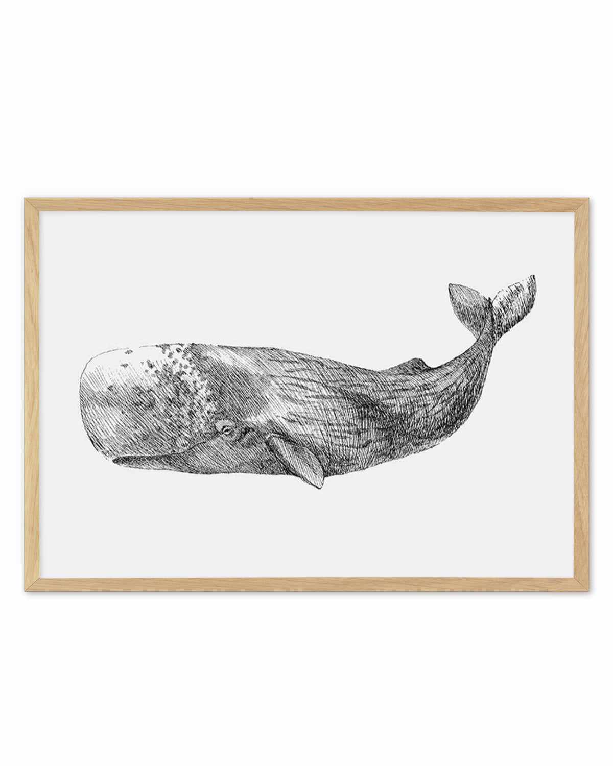 Cachalot Whale | LS Art Print