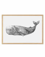 Cachalot Whale | LS Art Print
