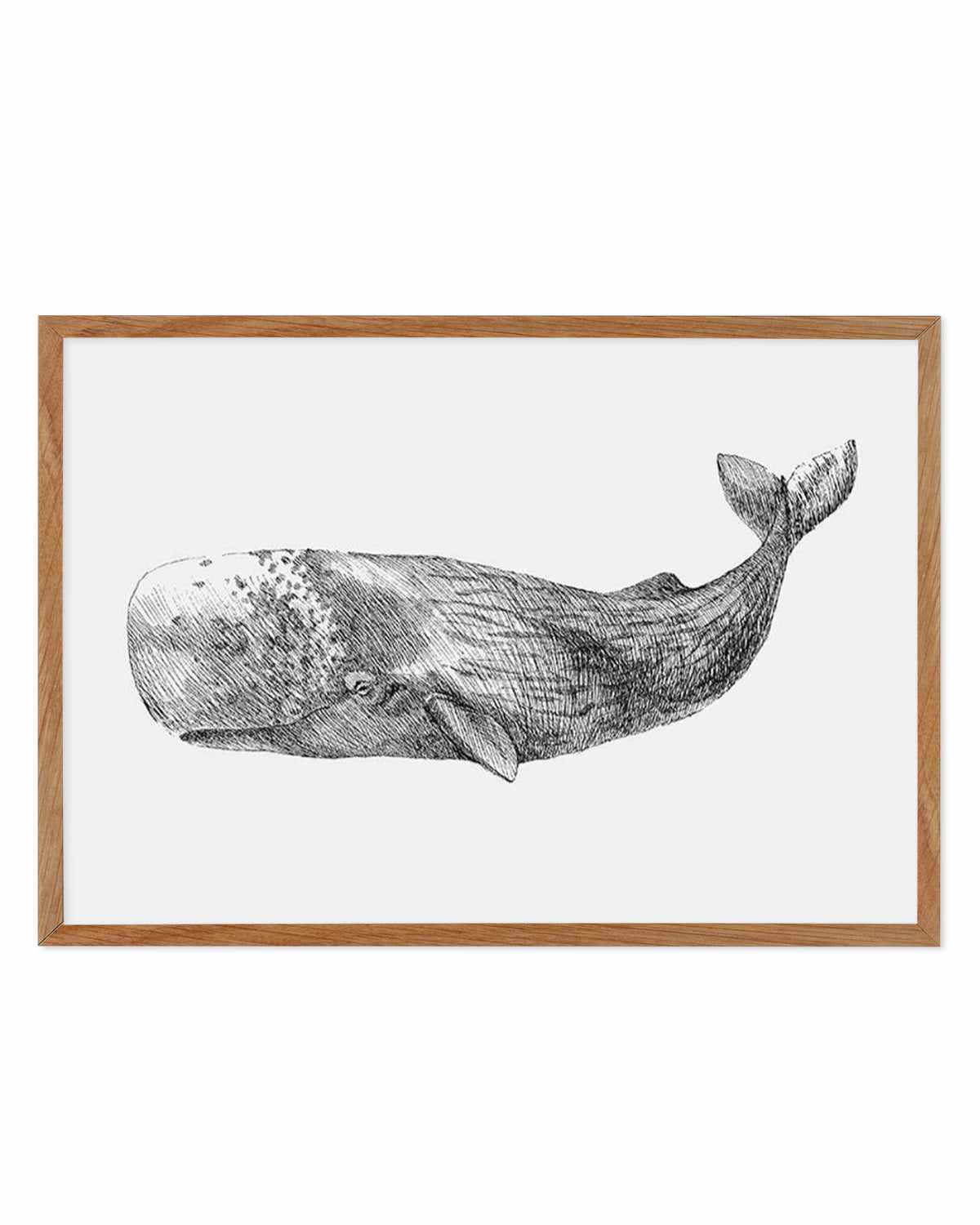 Cachalot Whale | LS Art Print