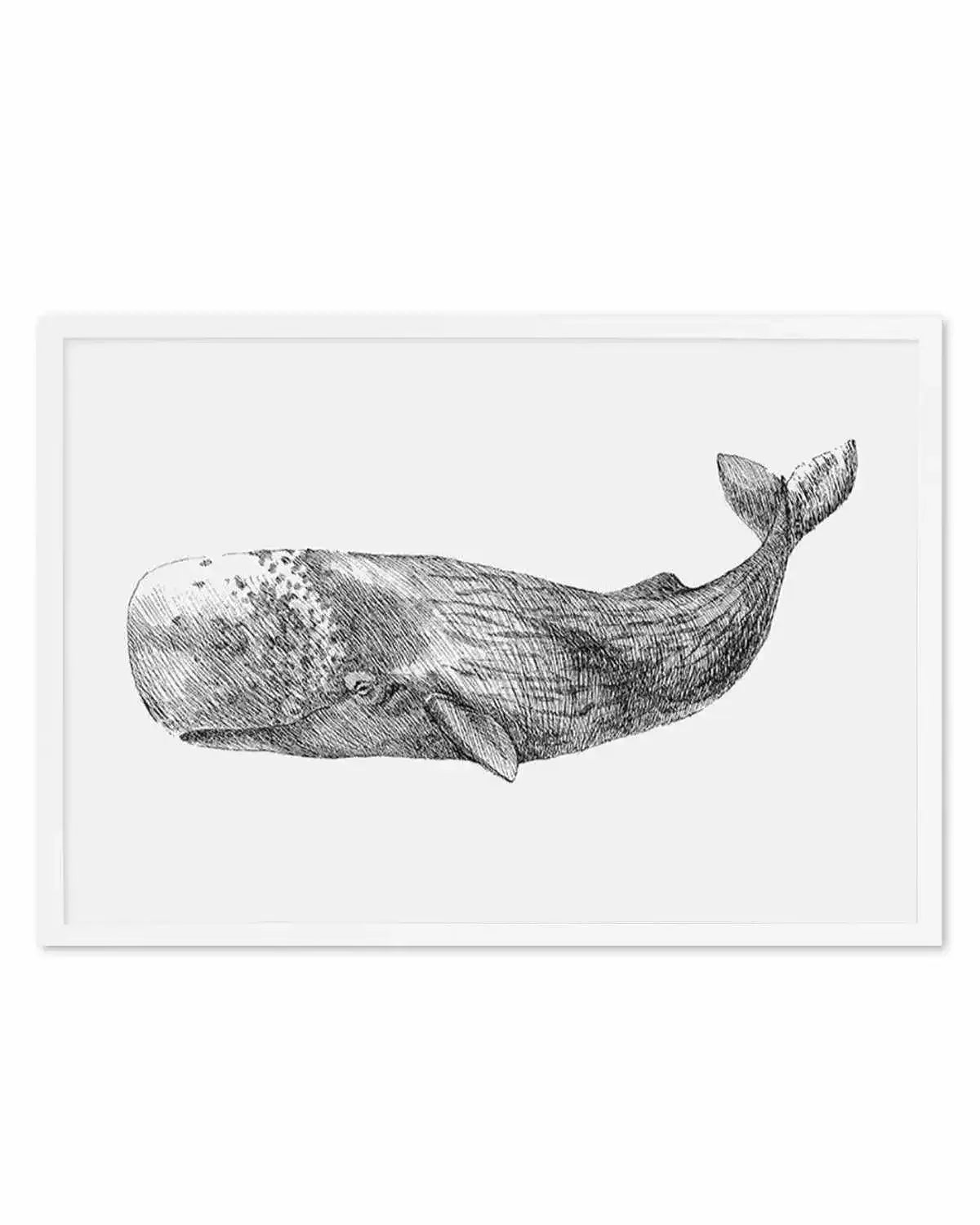 Cachalot Whale | LS Art Print from Olive et Oriel where you can shop wallpaper and artworks online