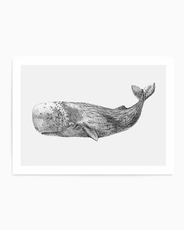 Art print featuring a detailed black and white pen and ink illustration of a cachalot whale, also known as a sperm whale, swimming horizontally on a light grey background. The whale is depicted with textured skin, a large head, and a distinctive tail fluke, rendered with fine cross-hatching and stippling to create depth and shadow. The print is displayed with a white border.