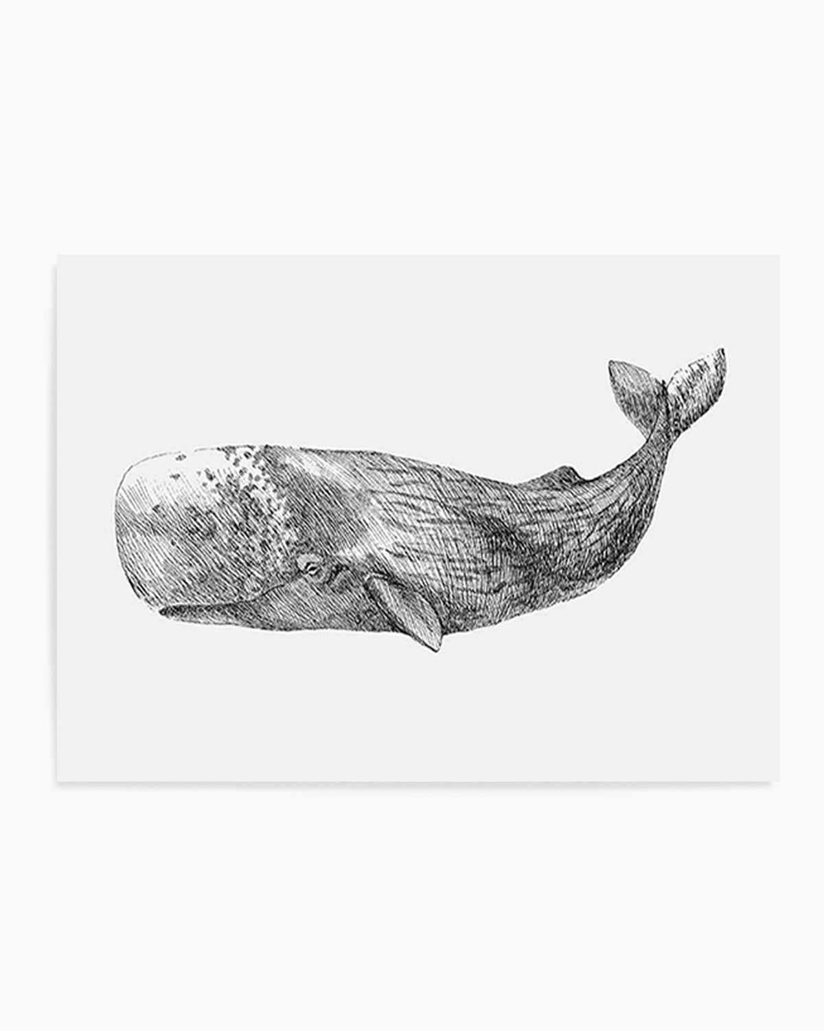 Cachalot Whale | LS Art Print