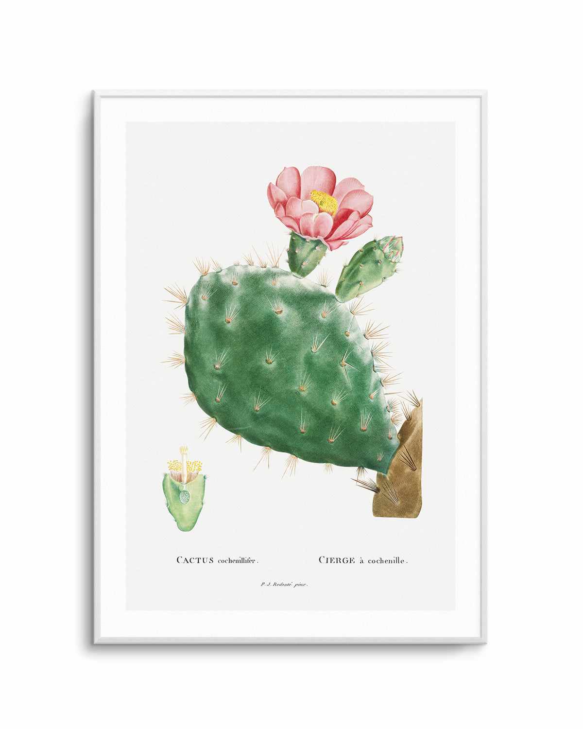 Cactus Flower Vintage Poster Art Print