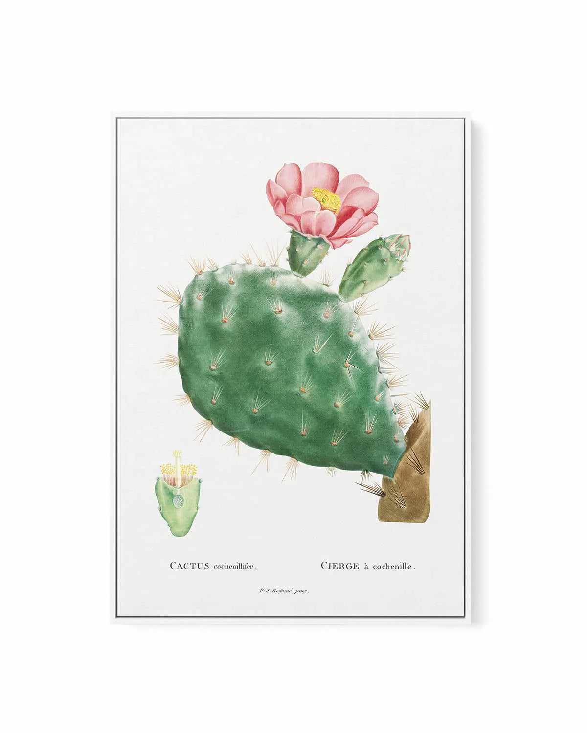 Cactus Flower Vintage Poster | Framed Canvas Art Print from Olive et Oriel where you can shop wallpaper and artworks online