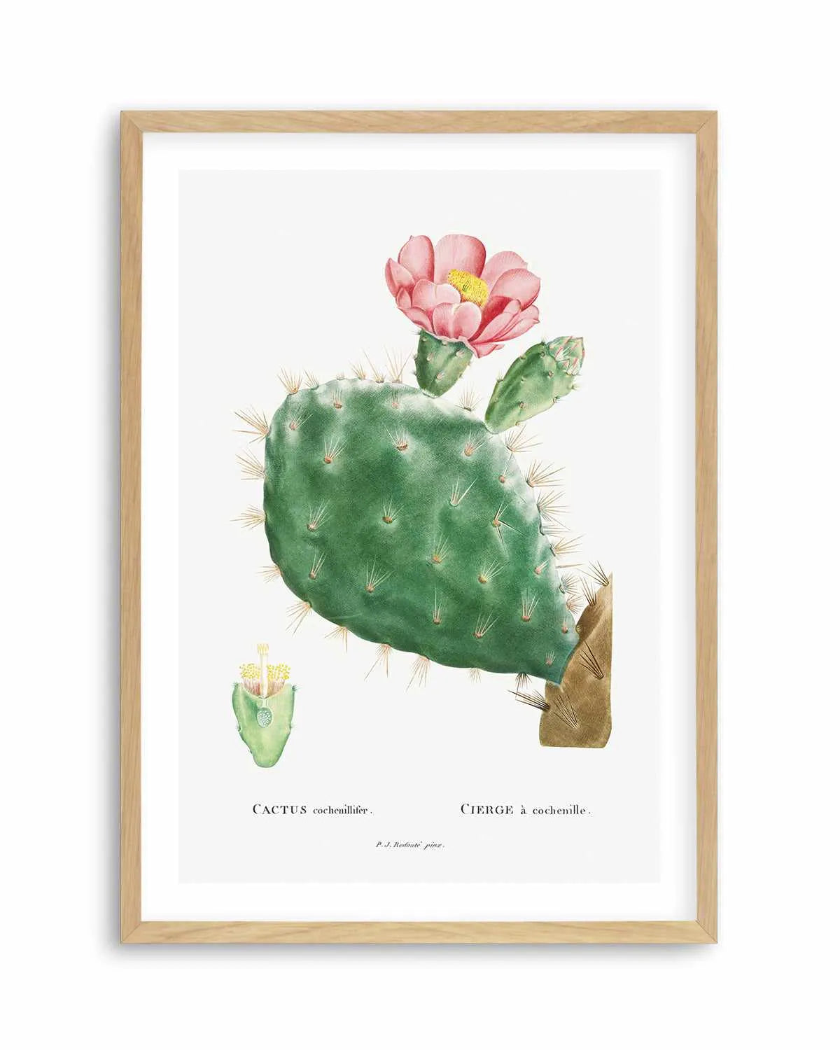 Cactus Flower Vintage Poster Art Print from Olive et Oriel where you can shop wallpaper and artworks online