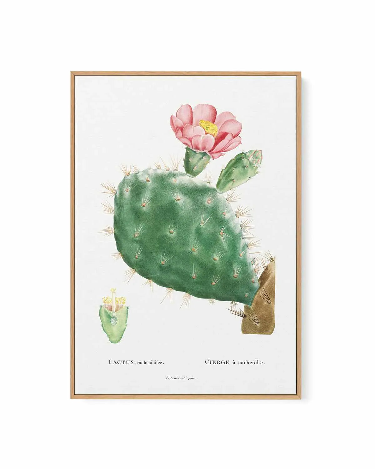 Cactus Flower Vintage Poster | Framed Canvas Art Print from Olive et Oriel where you can shop wallpaper and artworks online