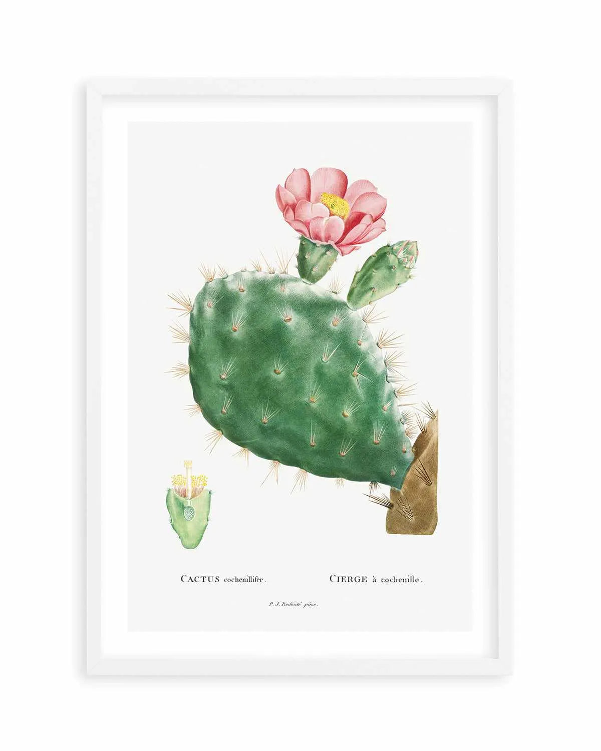 Cactus Flower Vintage Poster Art Print from Olive et Oriel where you can shop wallpaper and artworks online