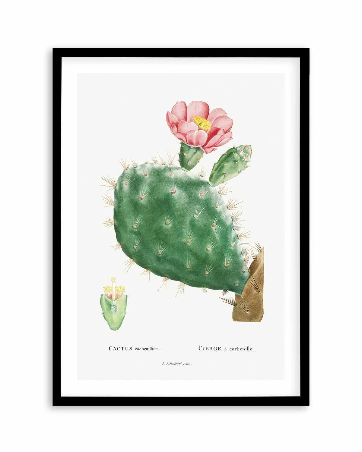 Cactus Flower Vintage Poster Art Print from Olive et Oriel where you can shop wallpaper and artworks online