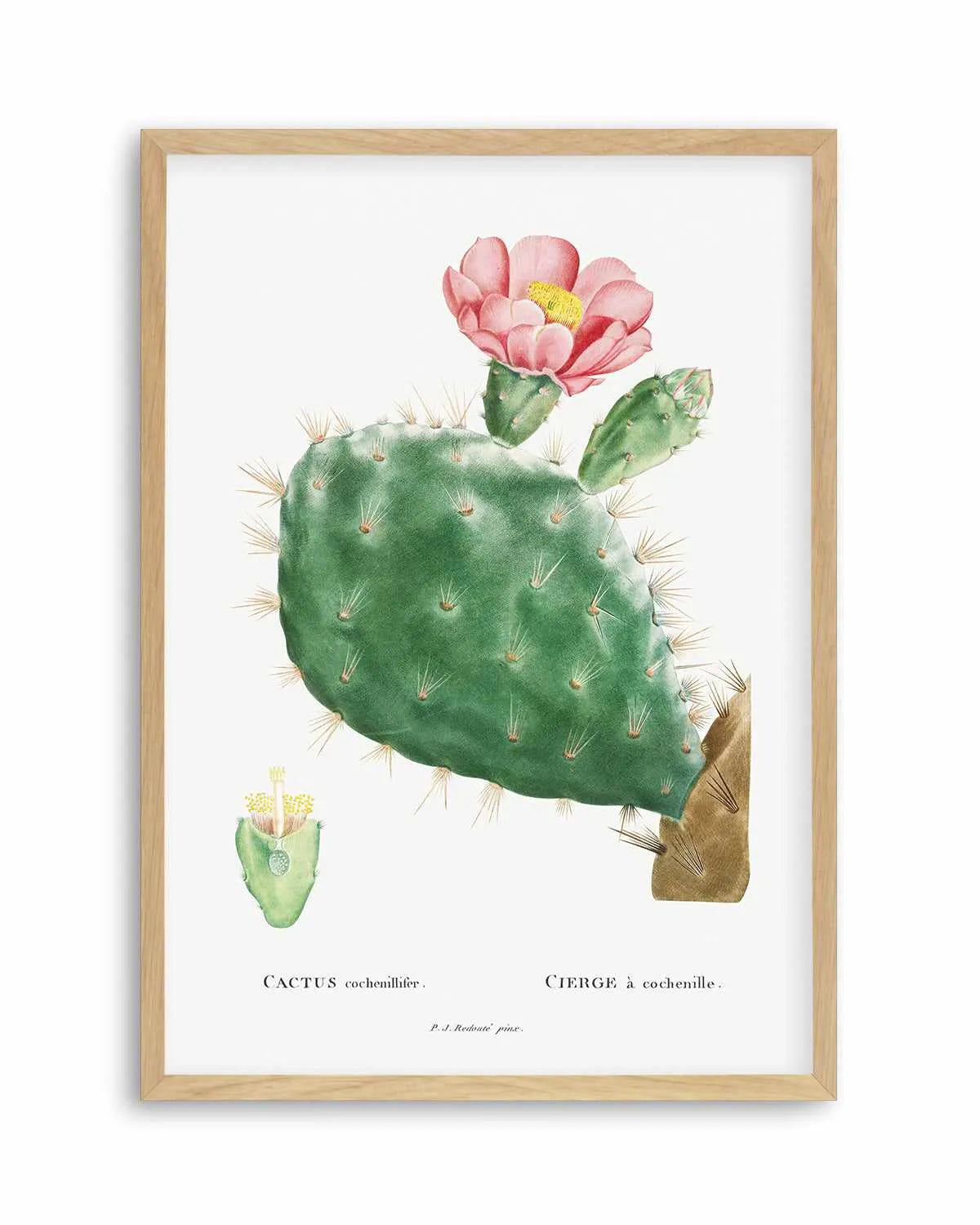Cactus Flower Vintage Poster Art Print from Olive et Oriel where you can shop wallpaper and artworks online